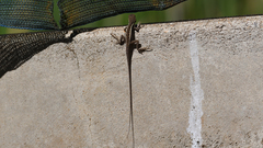 Amphibolurinae