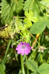 Geranium pyrenaicum
