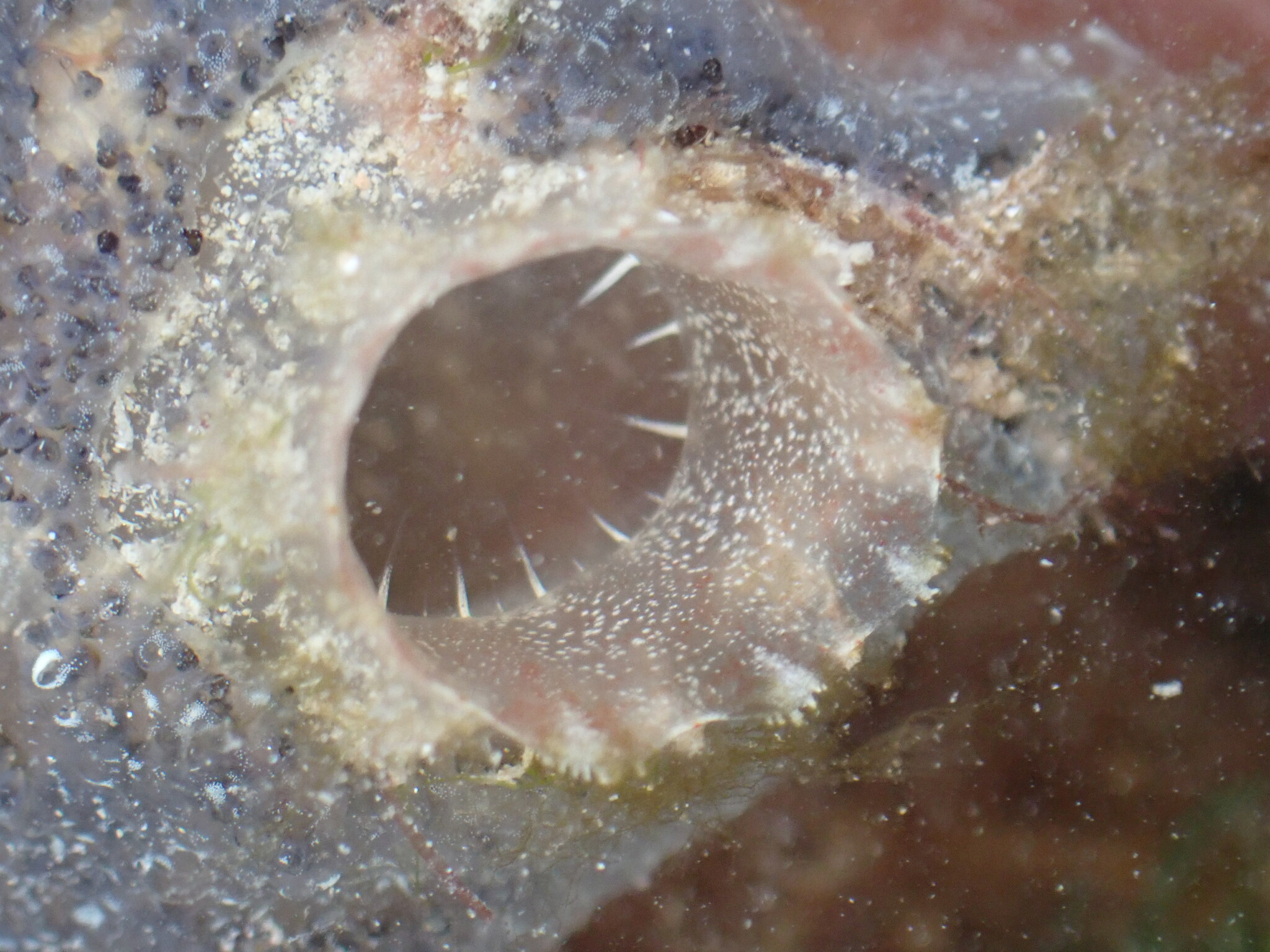 Ascidiella aspersa (Müller, 1776)