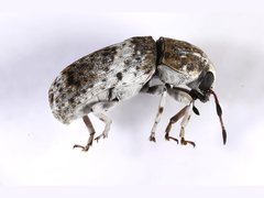 Ozotomerus bipunctatus