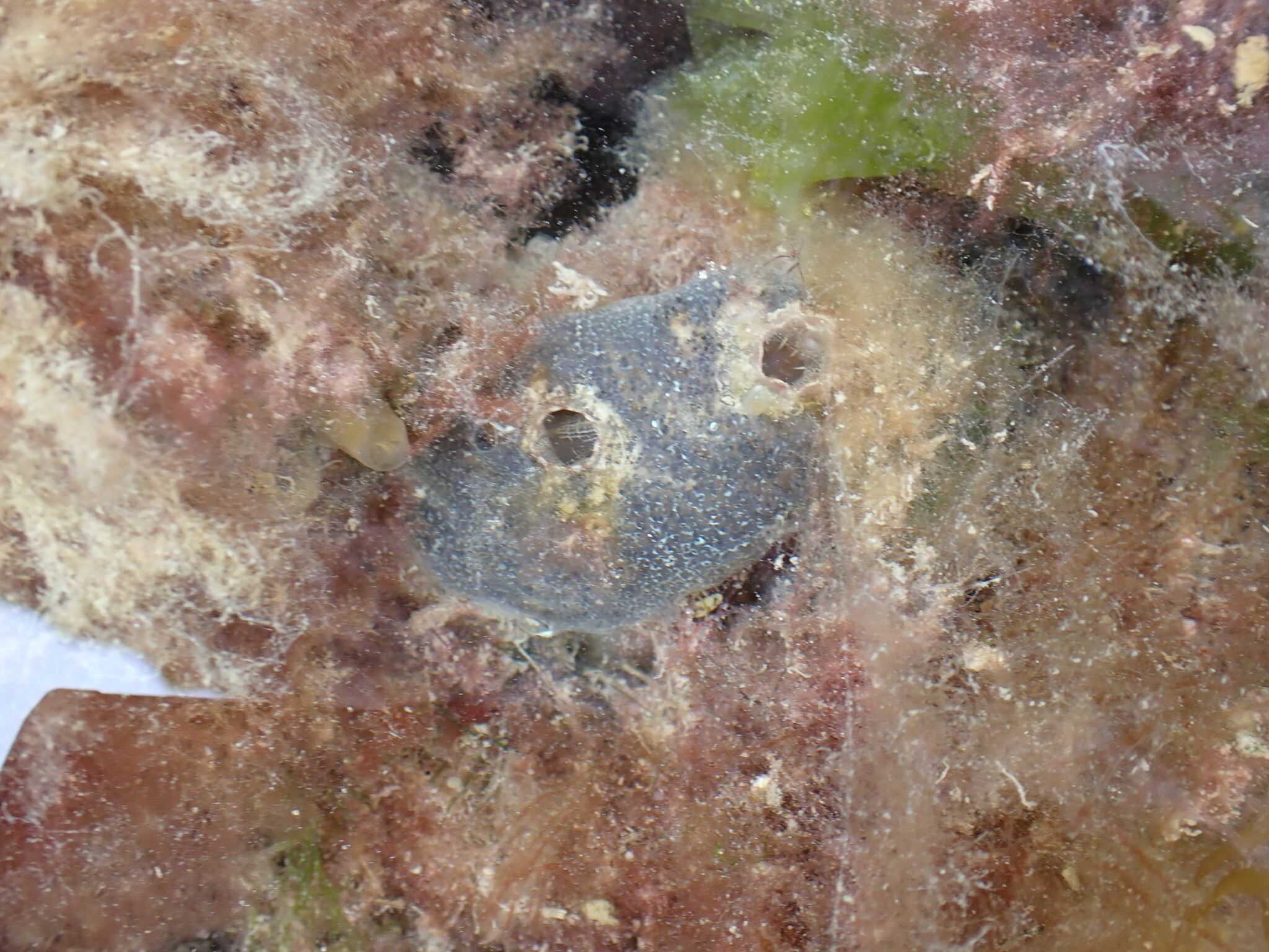 Ascidiella aspersa (Müller, 1776)