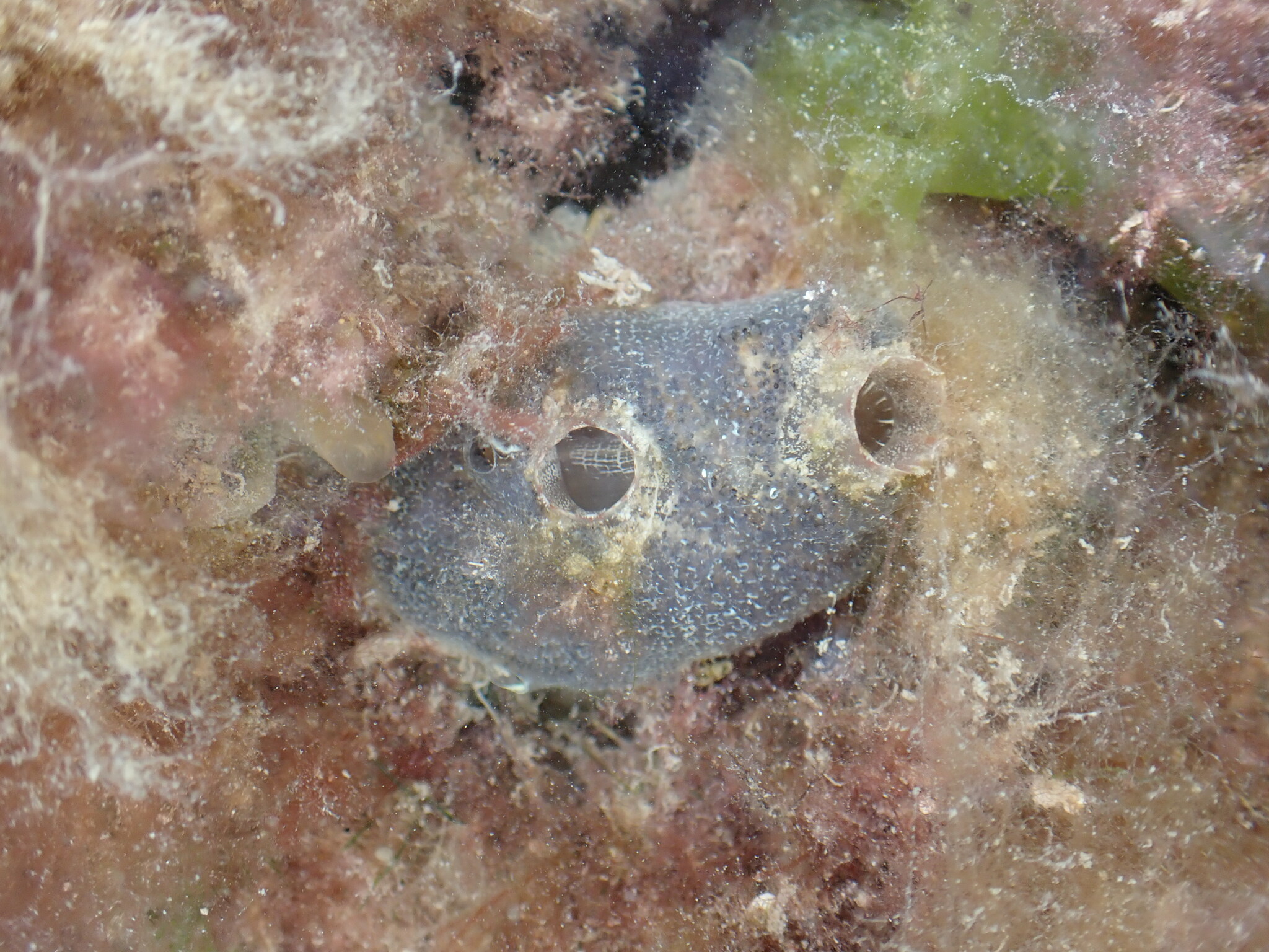 Ascidiella aspersa (Müller, 1776)