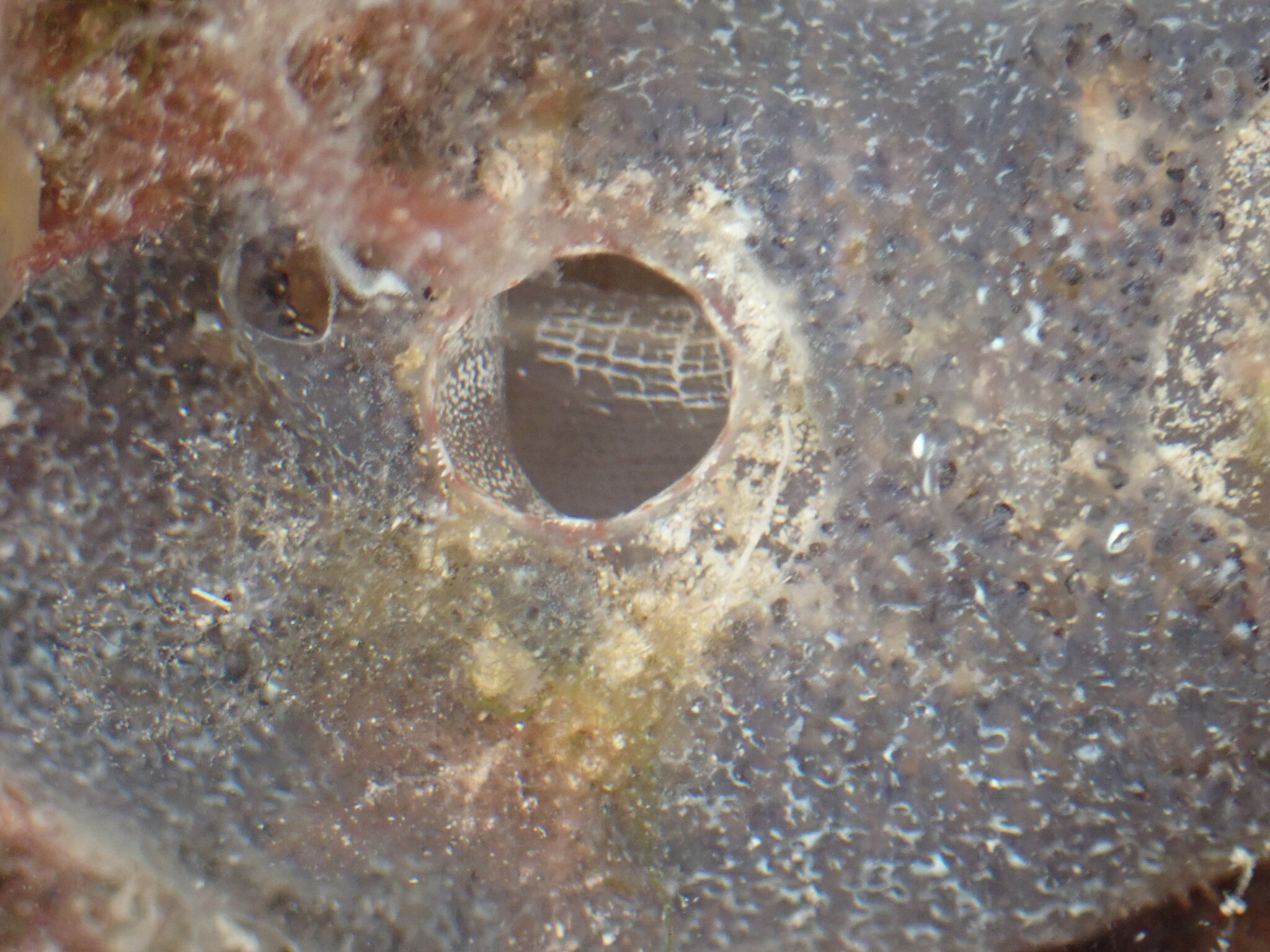 Ascidiella aspersa (Müller, 1776)