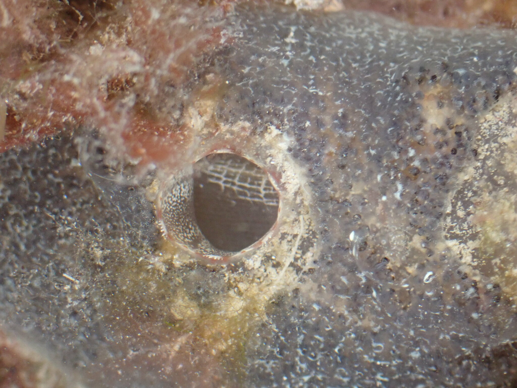 Ascidiella aspersa (Müller, 1776)