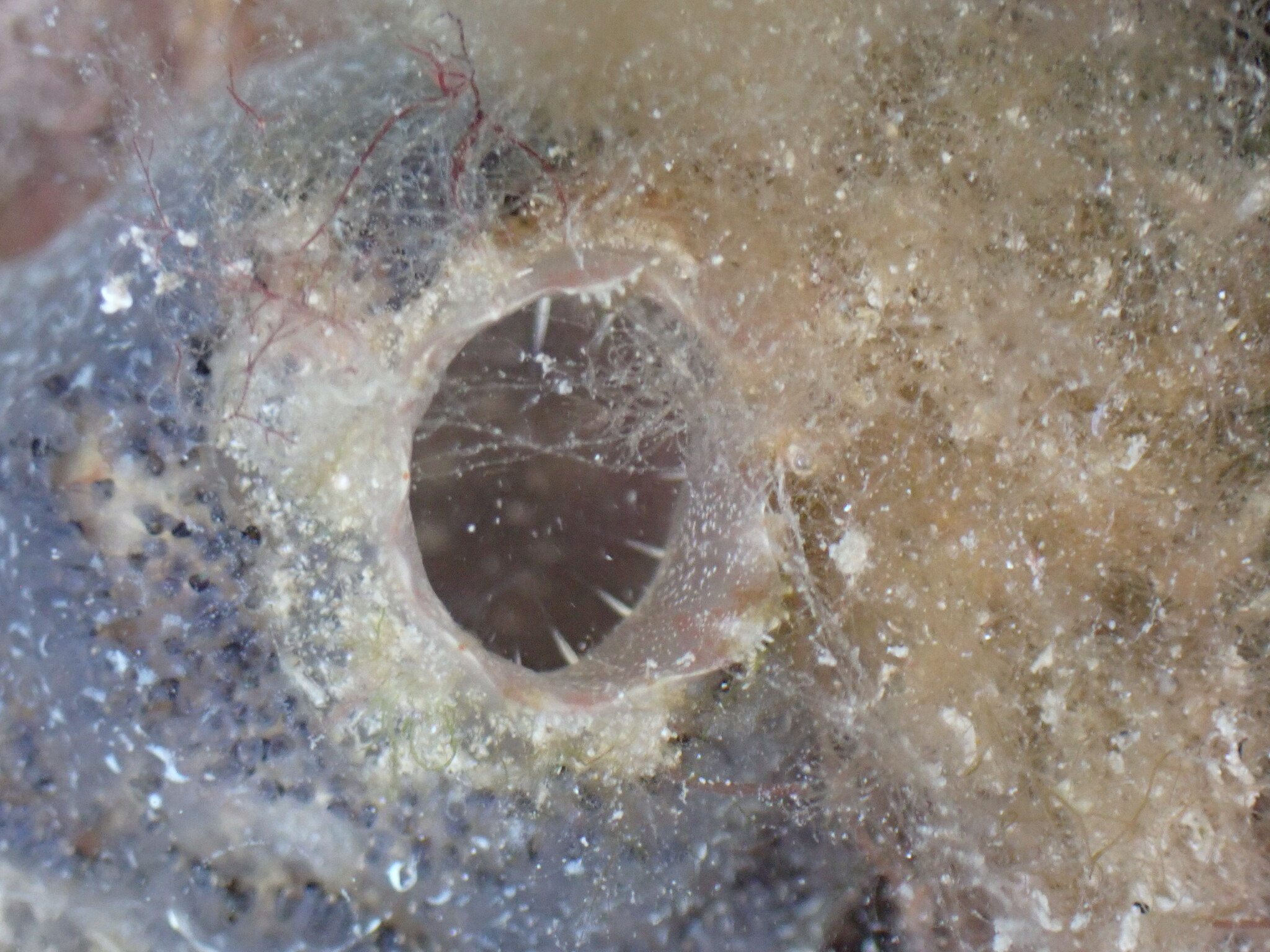 Ascidiella aspersa (Müller, 1776)