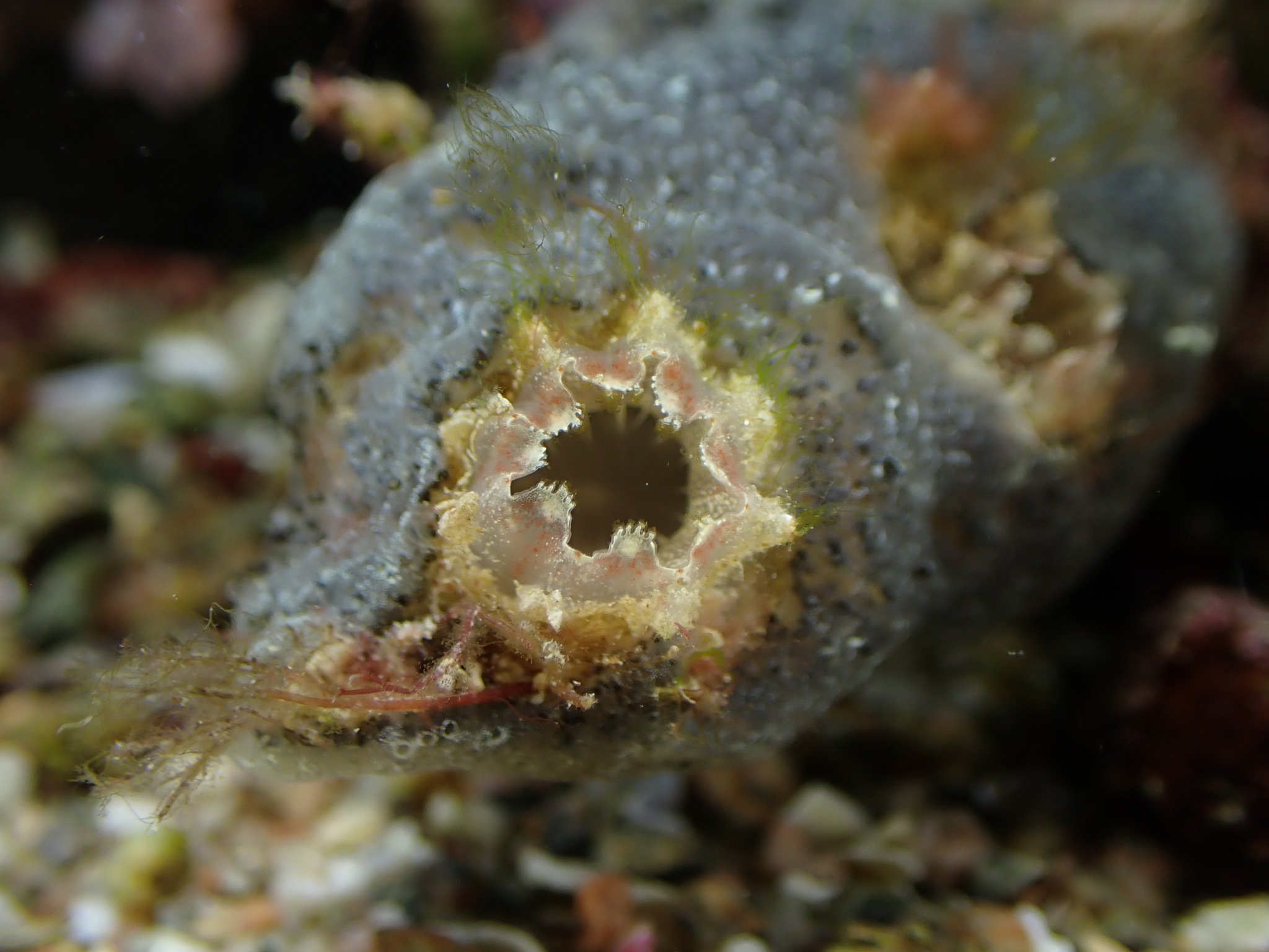 Ascidiella aspersa (Müller, 1776)