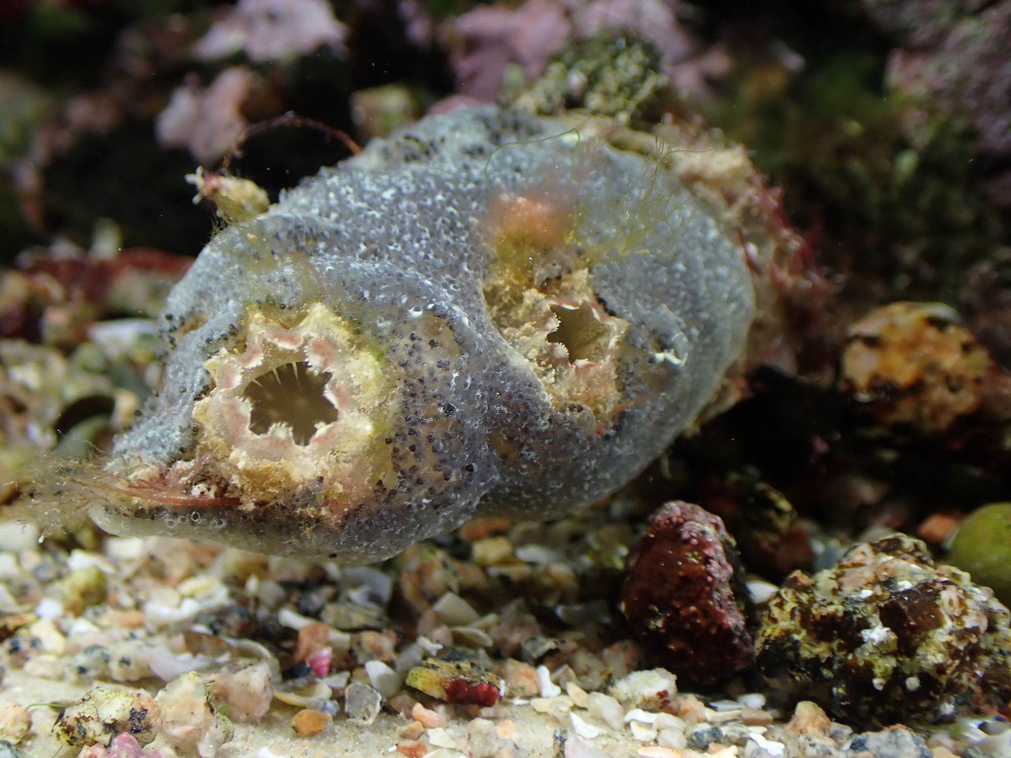Ascidiella aspersa (Müller, 1776)