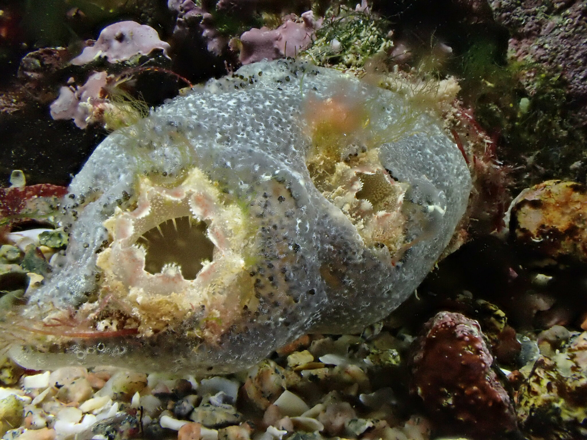Ascidiella aspersa (Müller, 1776)