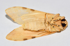 Lophocampa labaca