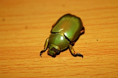 Chrysina karschi