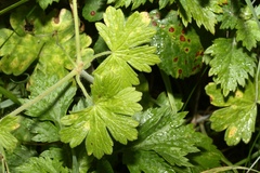 Geranium pyrenaicum