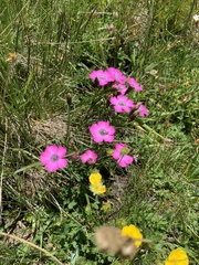Dianthus pavonius