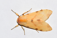 Lophocampa labaca