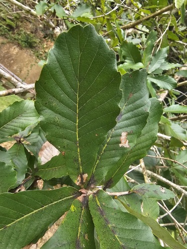 Quercus serrata iNat (3)