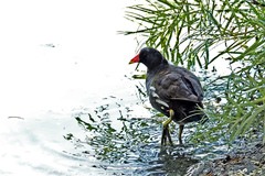Gallinula chloropus