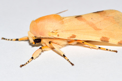 Lophocampa labaca