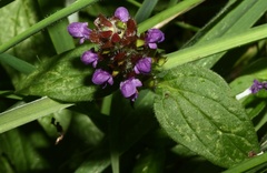 Prunella vulgaris