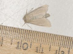 Zosteropoda clementei