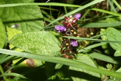 Prunella vulgaris