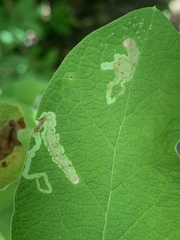 Aulagromyza luteoscutellata