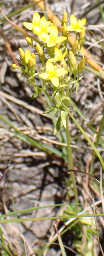 Image of Sebaea aurea by (c) Nicola van Berkel, some rights reserved (CC BY-SA)