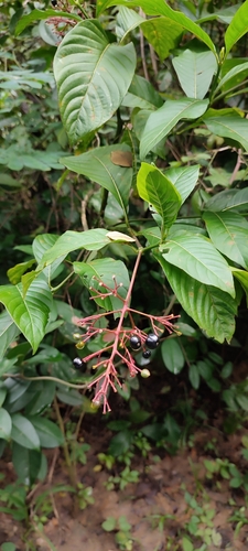 Image of Palicourea crocea by no rights reserved