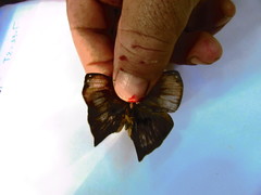 Brassolini