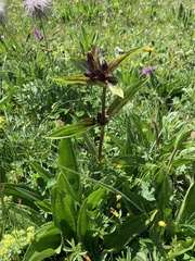 Gentiana purpurea