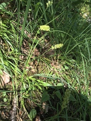 Tofieldia calyculata