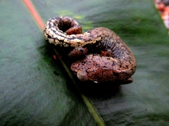 Holy-Mountain Salamander photo 2