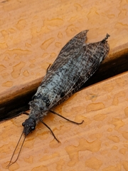 Dysmicohermes disjunctus