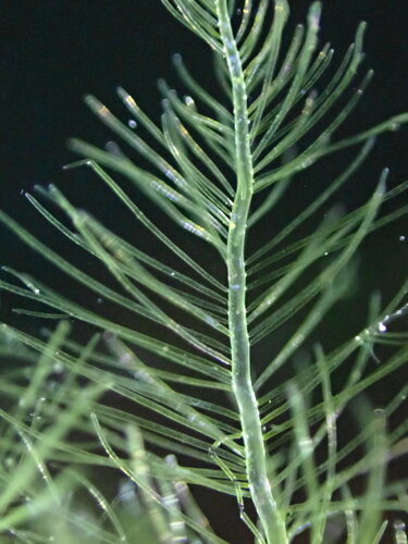 Bryopsis hypnoides observed 2024-06-04