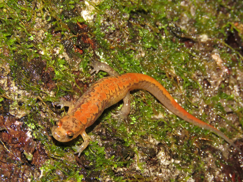 Northern Dusky Salamander, United States, photo 10 of 10