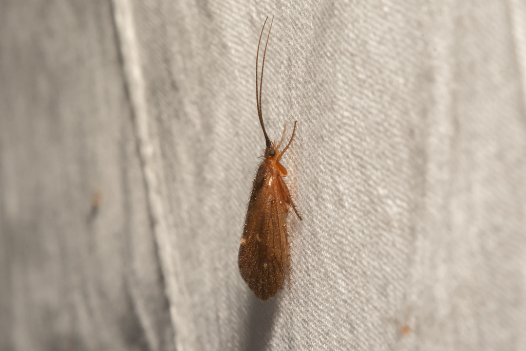 Anabolia brevipennis