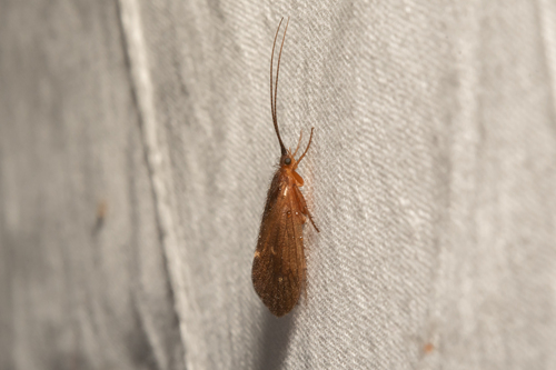 Anabolia brevipennis