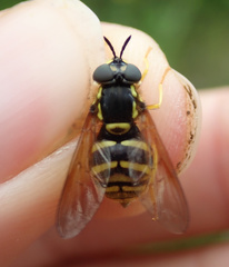 Chrysotoxum cautum