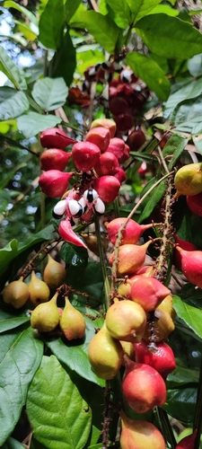 Image of Paullinia pinnata by no rights reserved
