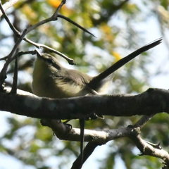 Stigmatura budytoides