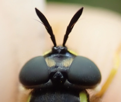 Chrysotoxum cautum