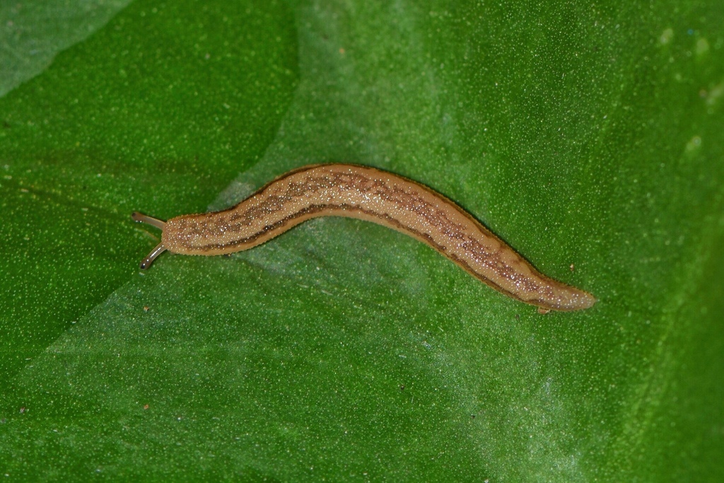 Prism Slugs