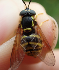 Chrysotoxum cautum