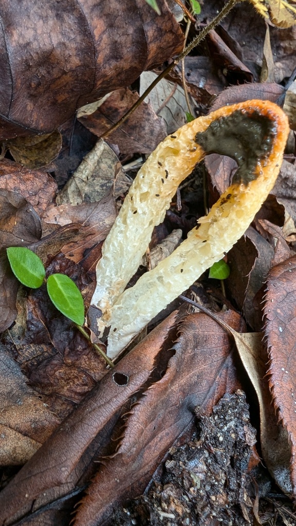 Clathrus bicolumnatus · November 2024 · photo: © atsushi_nakajima_cirque (iNaturalist, cc-by)