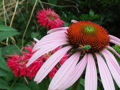 Agapostemon splendens