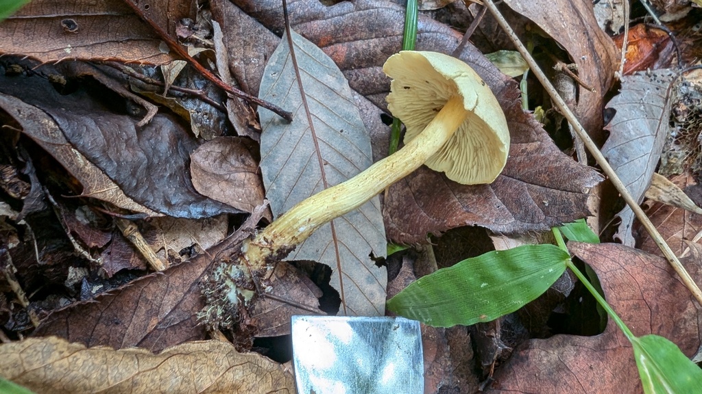 Tricholoma sulphureum · November 2024 · photo: © atsushi_nakajima_cirque (iNaturalist, cc-by)