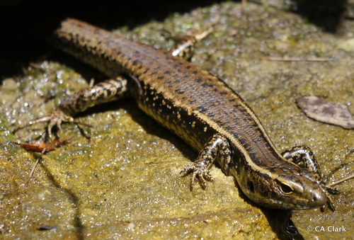 Eastern Water Skink, photo 7 of 8