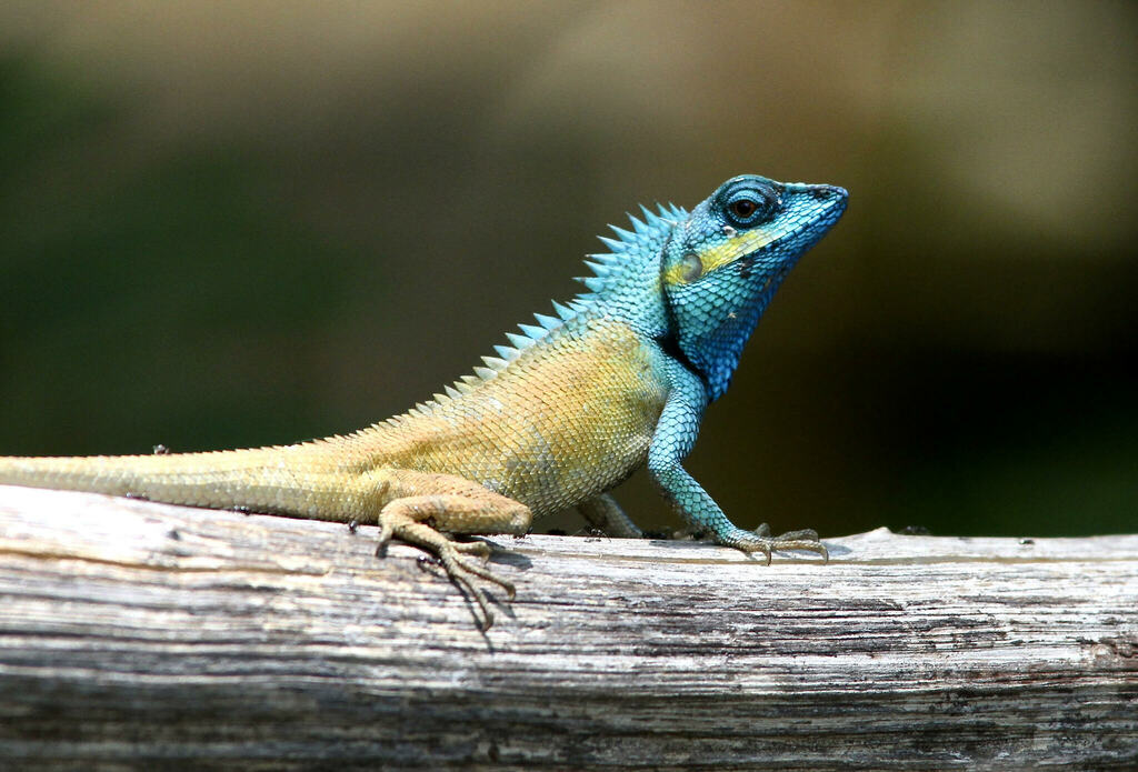 Vietnamese Blue Crested Lizard