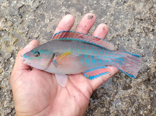 Striped Parrotfish