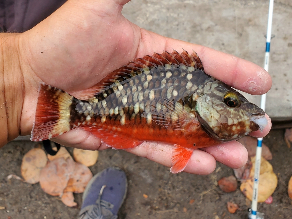 Dark green parrotfish (Sparisoma viride) — Scaridae
