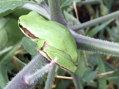 Hyla savignyi