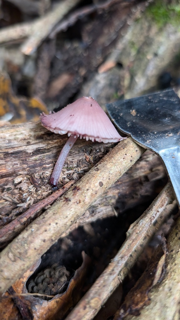 Mycena haematopus · November 2024 · photo: © atsushi_nakajima_cirque (iNaturalist, cc-by)